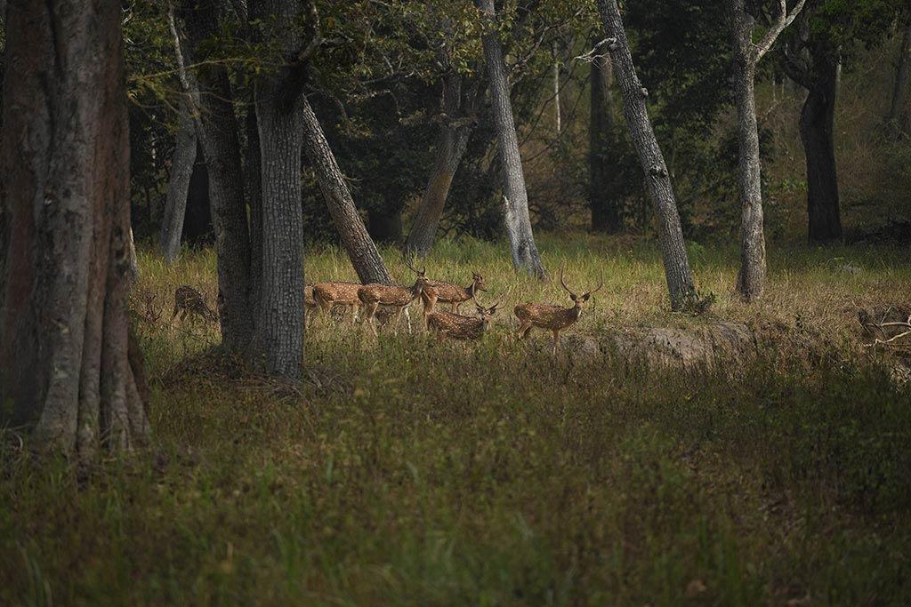 Deer herds at Muthanga| Wayanad Wildlife Sanctuary