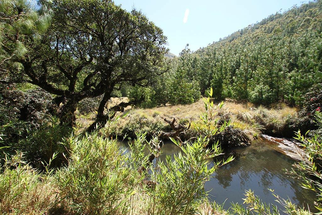 Pine forest at Rhodo Valley | Munnar