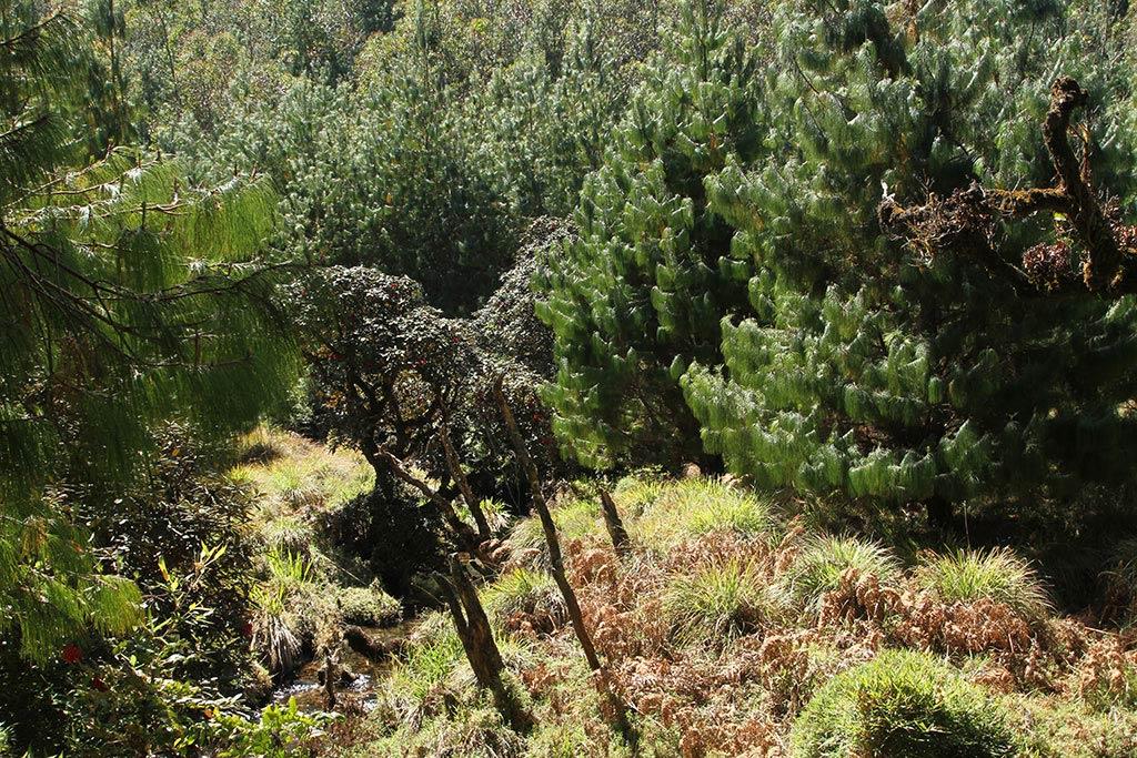 Rhododendron trees | Rhodo Valley