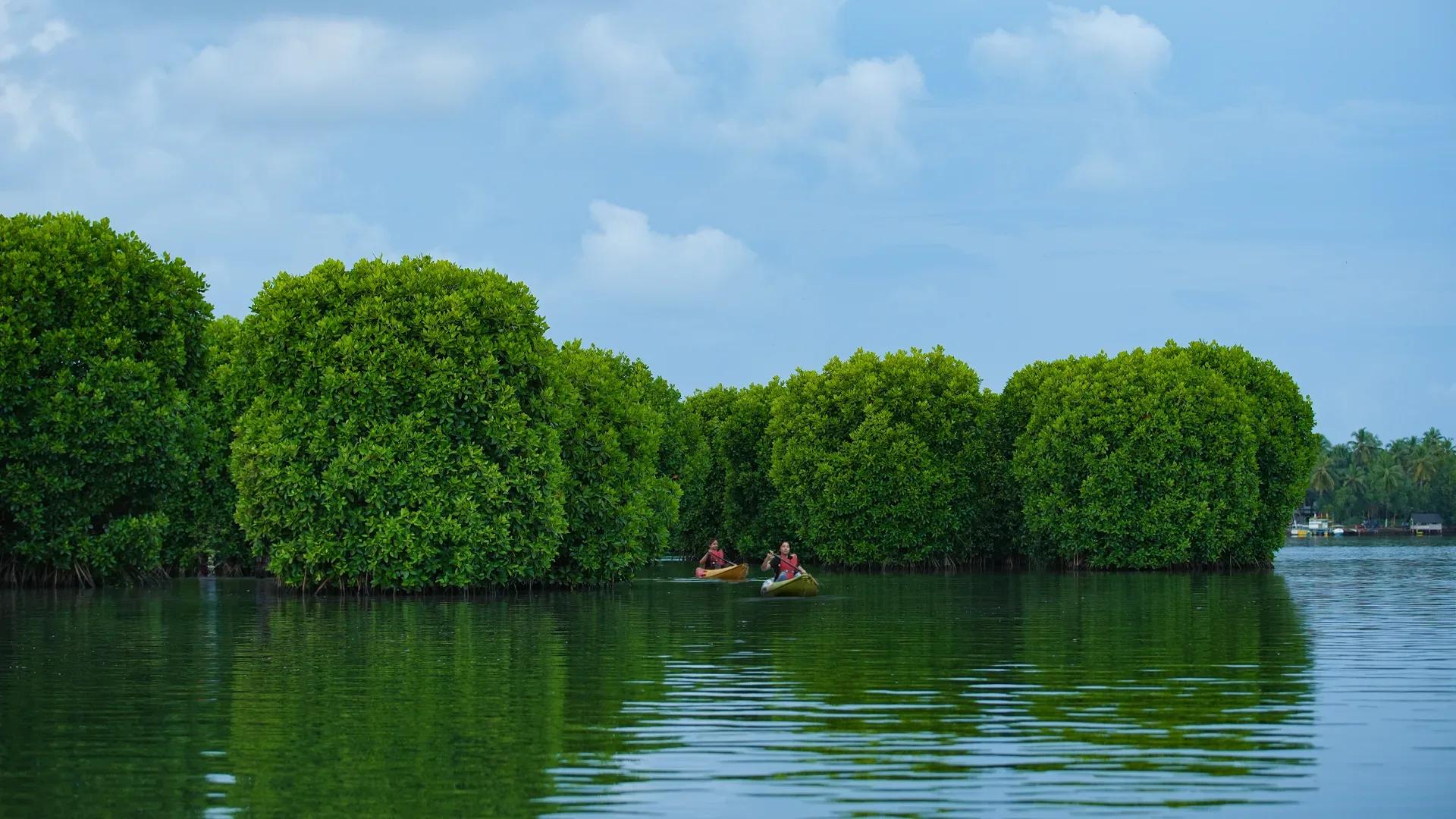 Adventure flows through Kerala’s mangroves