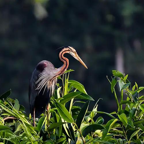 https://www.keralatourism.org/_next/image/?q=75&url=http%3A%2F%2F127.0.0.1%2Fktadmin%2Fimg%2Fpages%2Fmobile%2Fkumarakom-bird-sanctuary-1725364073_1ca2b721db640a05fb2a.webp&w=3840