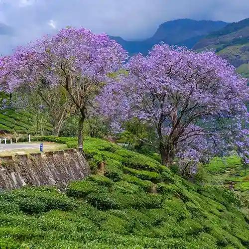 https://www.keralatourism.org/_next/image/?q=75&url=http%3A%2F%2F127.0.0.1%2Fktadmin%2Fimg%2Fpages%2Fmobile%2Fmunnar-blooms-blue-1743492919_02c834a3f0f061d1cb05.webp&w=3840