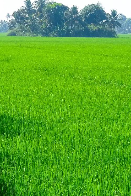 https://www.keralatourism.org/_next/image/?q=75&url=http%3A%2F%2F127.0.0.1%2Fktadmin%2Fimg%2Fpages%2Fvertical%2Fpaddy-fields-in-kavalam-1727317603_92116f27e8f653a53ce9.webp&w=3840