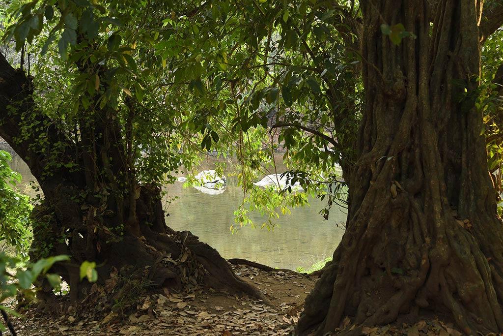 A shot from Nedumkayam forest | Nedumkayam A shot from Nedumkayam forest | Nedumkayam
