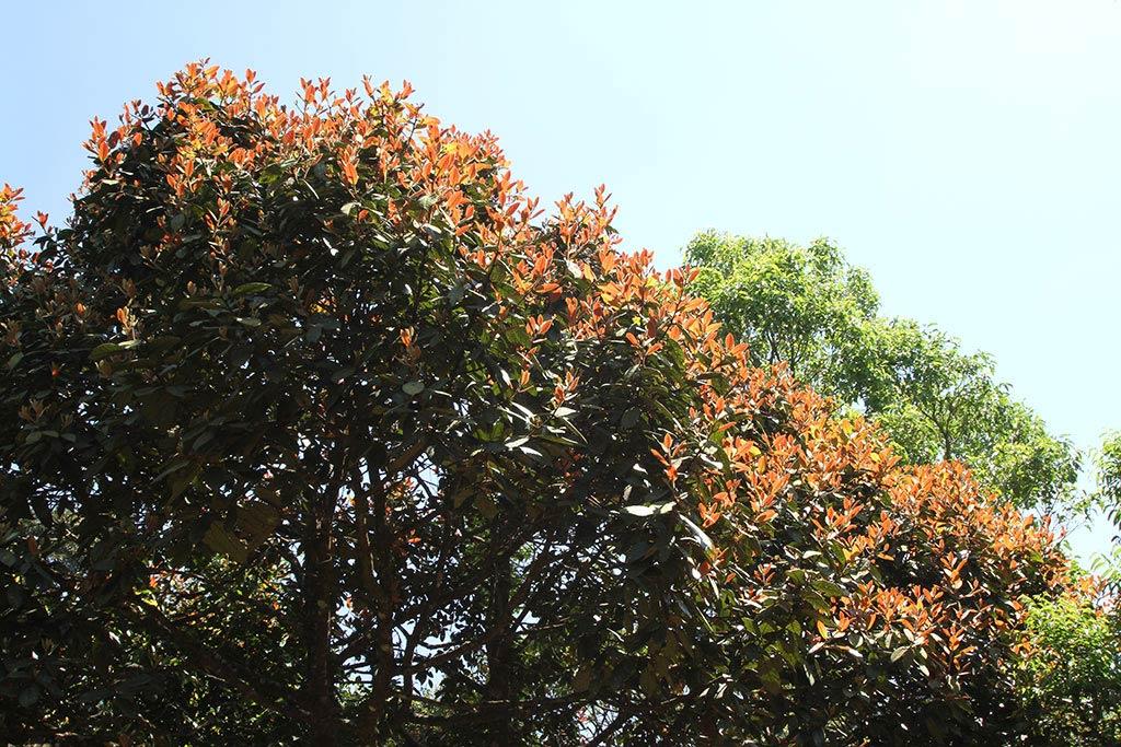 Huge trees inside the Park | Silent Valley National Park Huge trees inside the Park | Silent Valley National Park