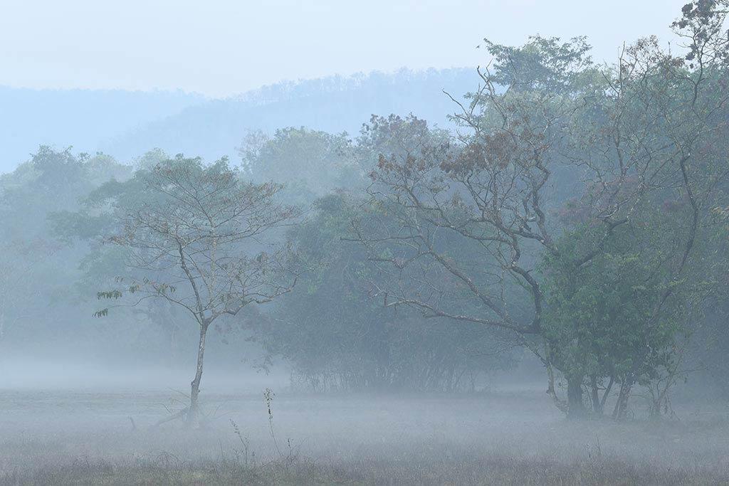 Misty Bhoothathankettu Forest | Bhoothathankettu Misty Bhoothathankettu Forest | Bhoothathankettu
