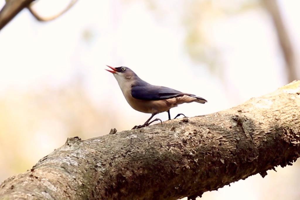 Velvet-fronted Nuthatch in Nilambur forests | Nedumkayam Velvet-fronted Nuthatch in Nilambur forests | Nedumkayam