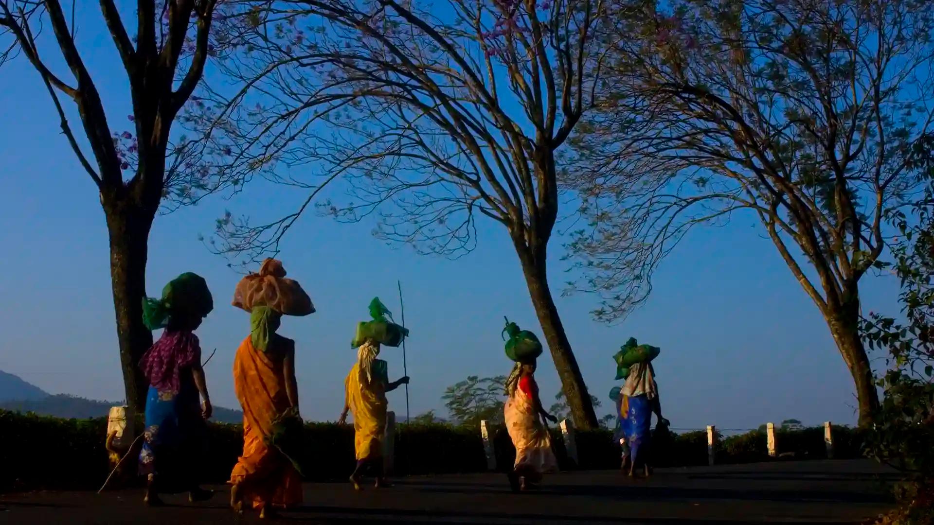A Kerala Village Scene A Kerala Village Scene