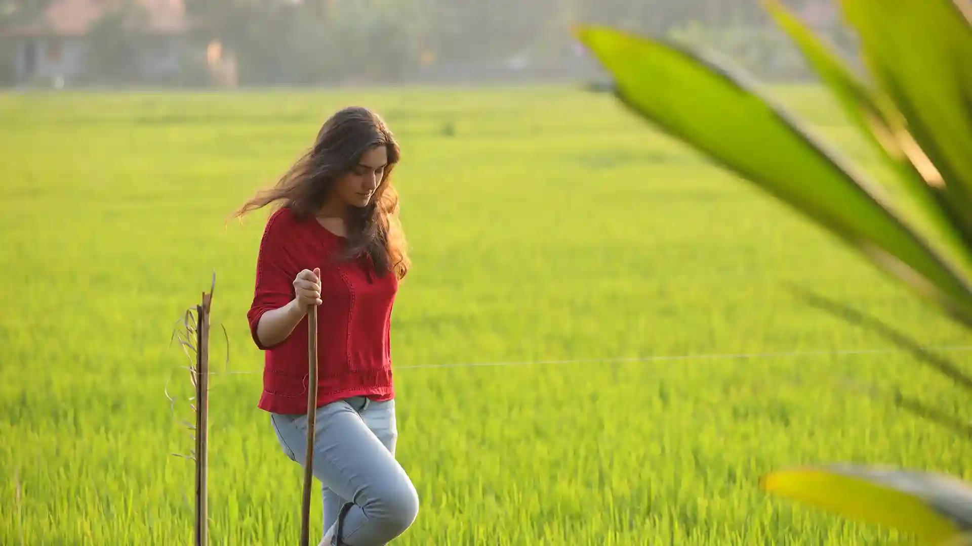 A Walk through Paddy Fields A Walk through Paddy Fields