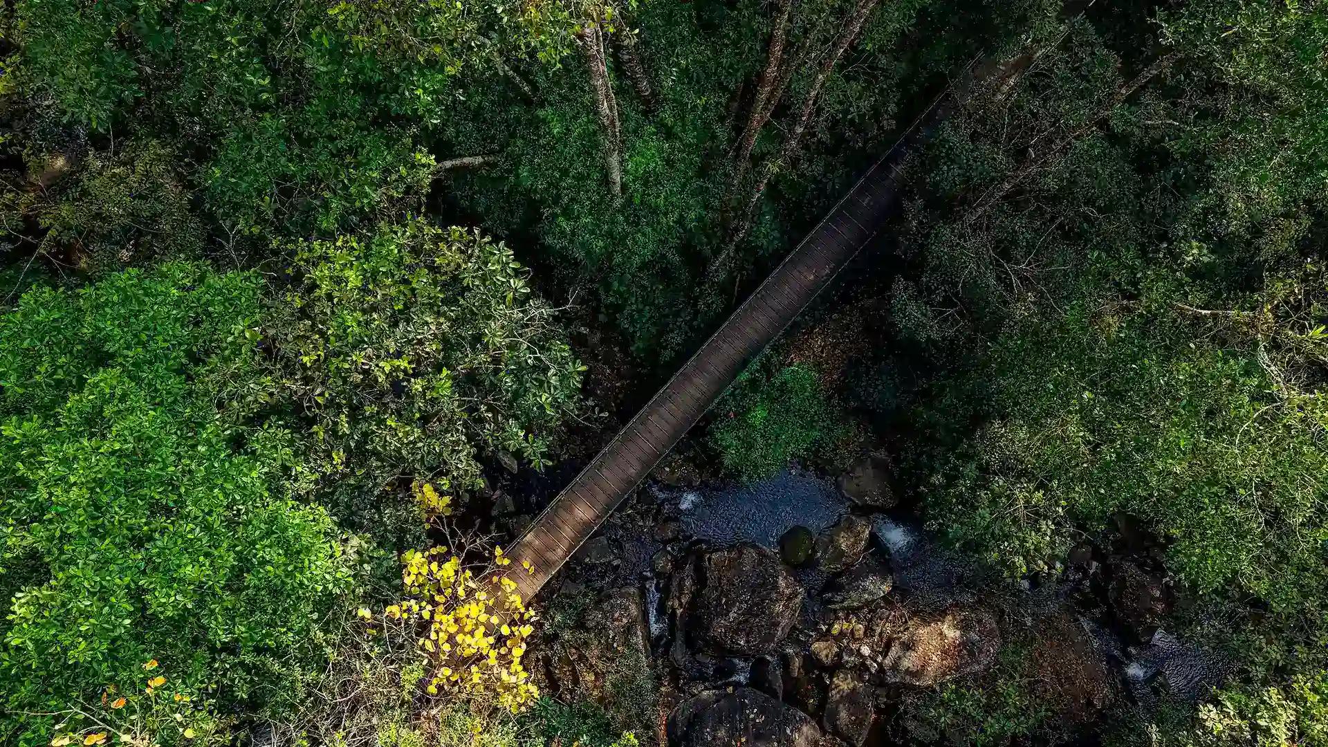 Aerial View of Forest Bridge in Vythiri Aerial View of Forest Bridge in Vythiri