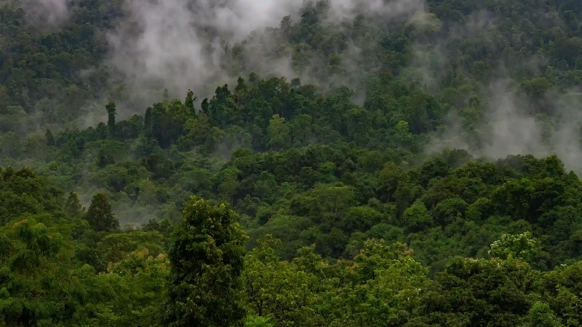 Aralam – A Biodiversity Haven Aralam – A Biodiversity Haven