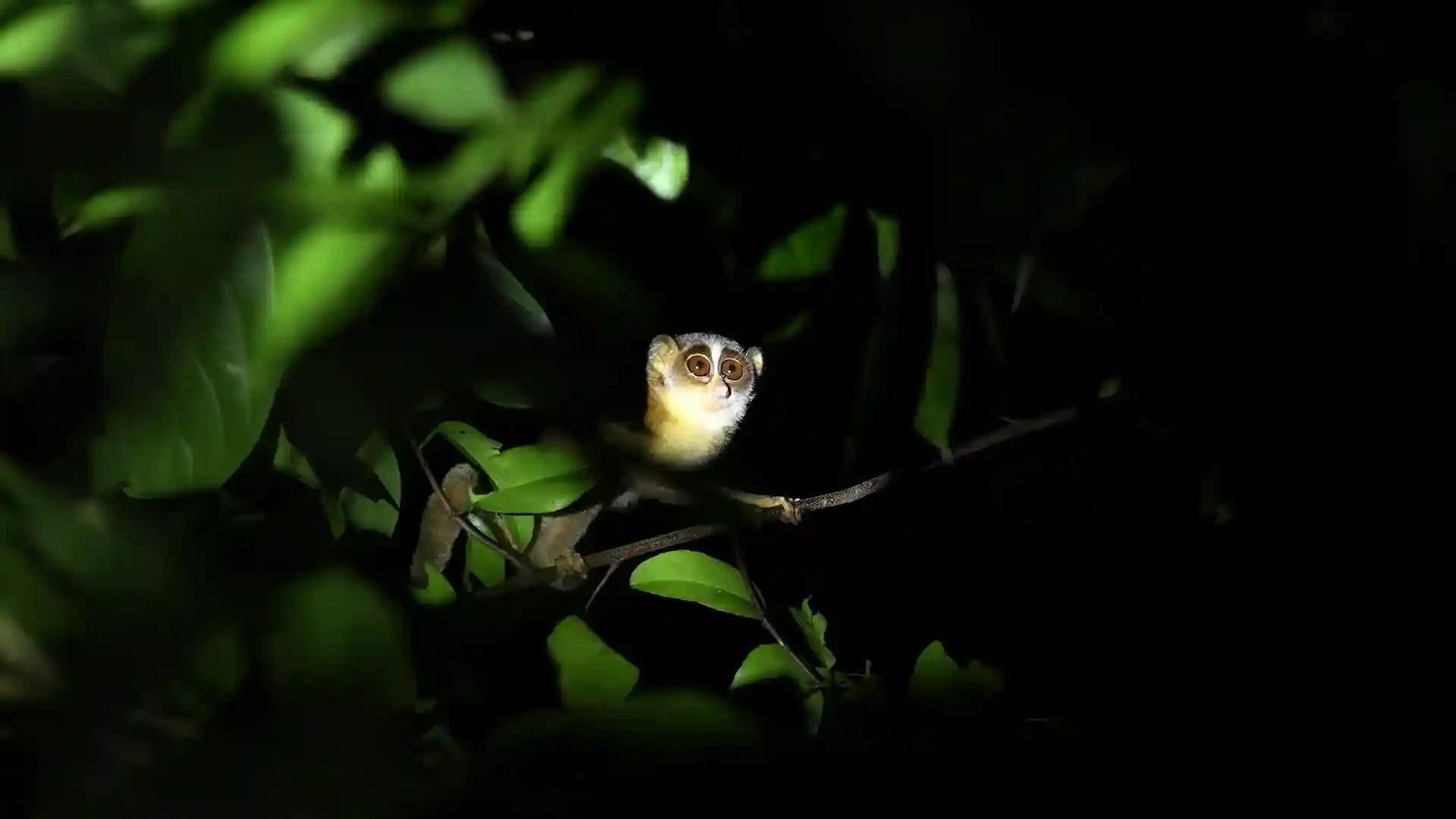 Aralam Wildlife Sanctuary Aralam Wildlife Sanctuary