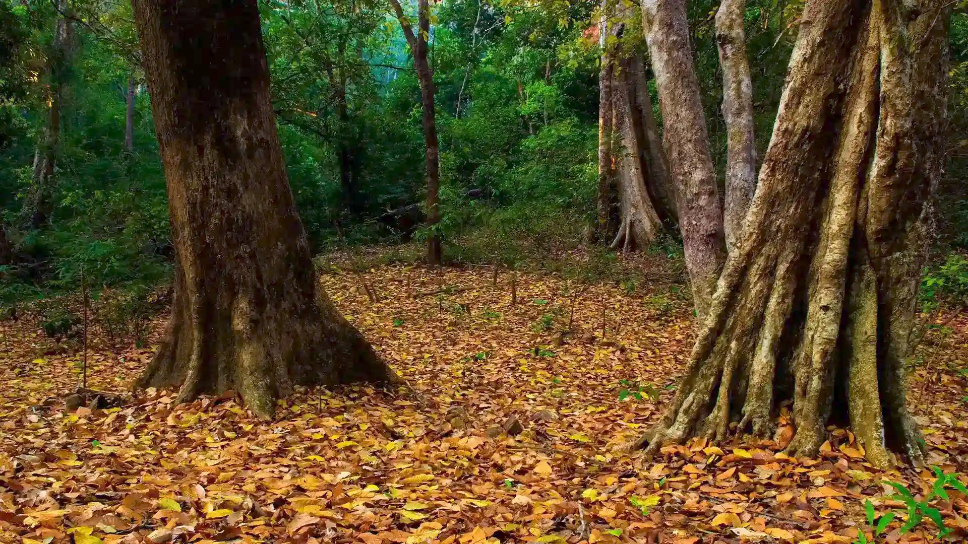 Arippa Forest in Thiruvananthapuram Arippa Forest in Thiruvananthapuram