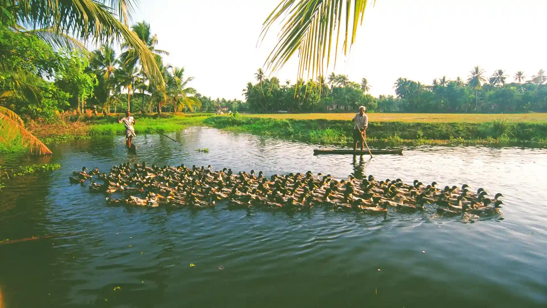 Backwater Expanse of Kuttanad Backwater Expanse of Kuttanad