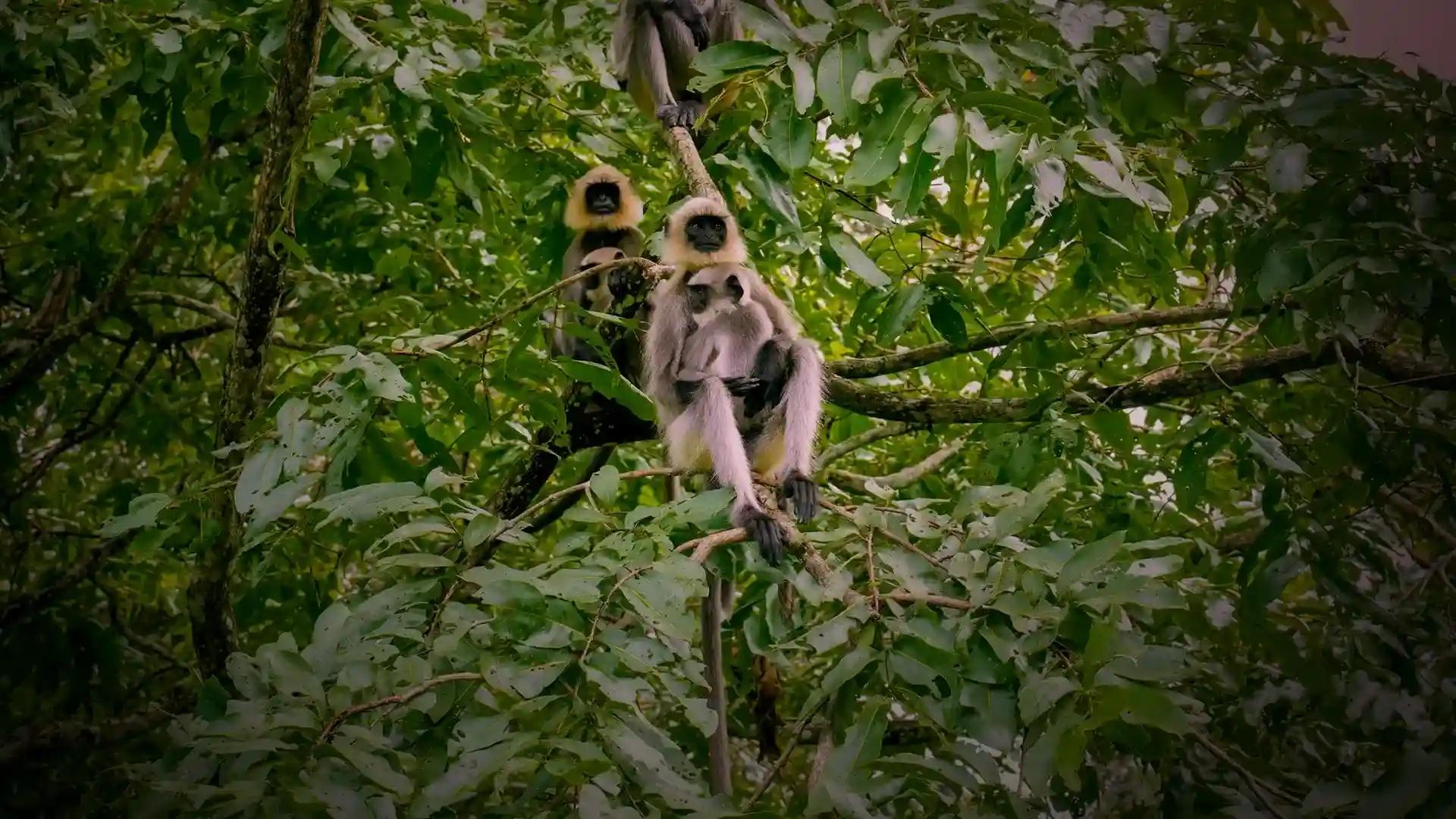 Begur Wildlife Sanctuary Begur Wildlife Sanctuary