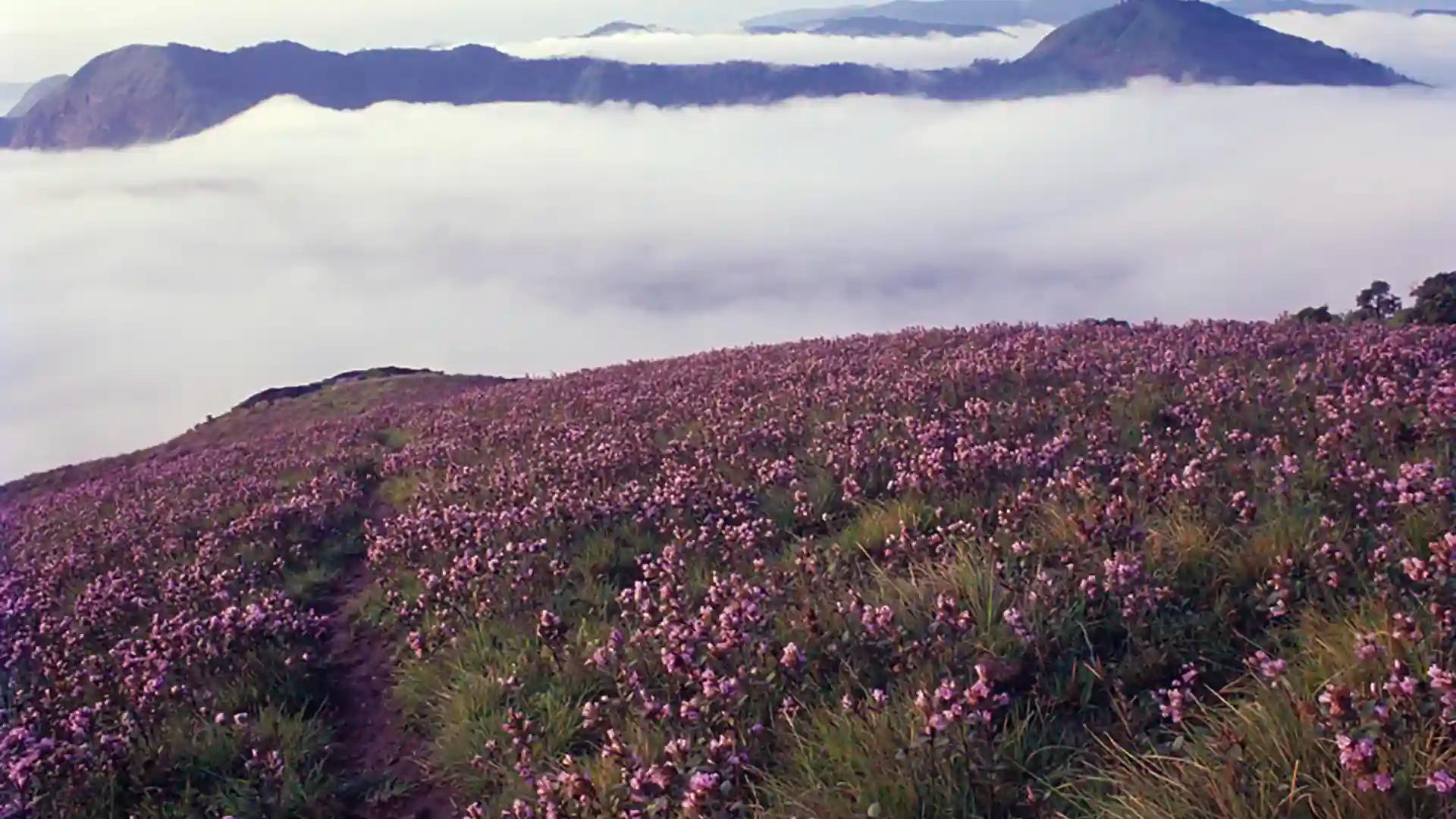 Blooming of Neelakurinji Blooming of Neelakurinji