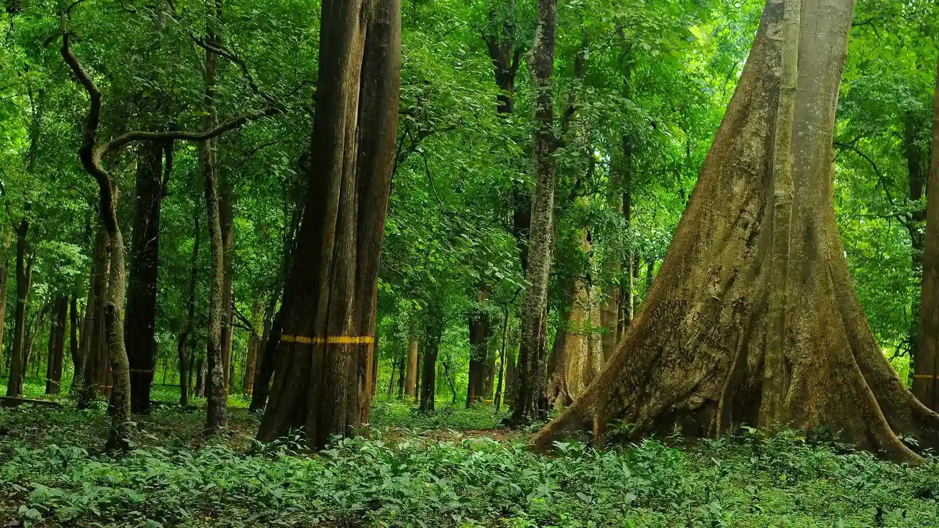 Conolly's Plot - teak plantation Conolly's Plot - teak plantation