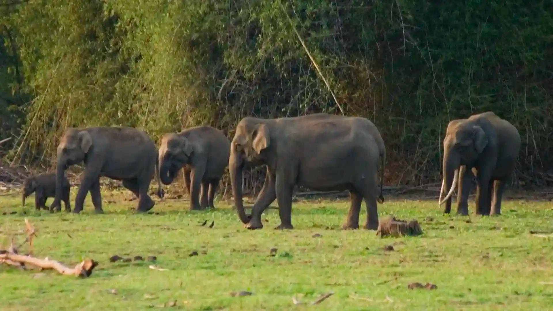 Elephant Herds at Begur Wildlife Sanctuary Elephant Herds at Begur Wildlife Sanctuary