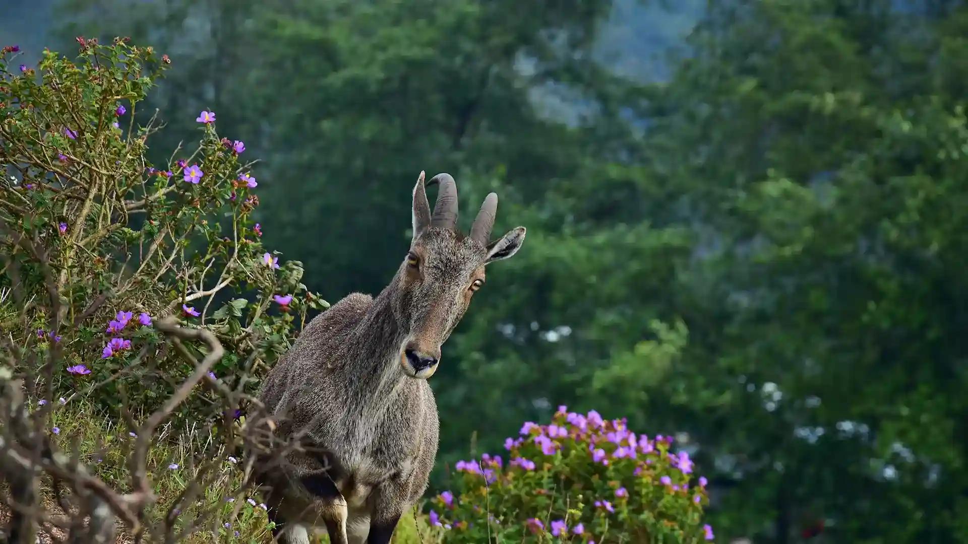 Eravikulam National Park Eravikulam National Park