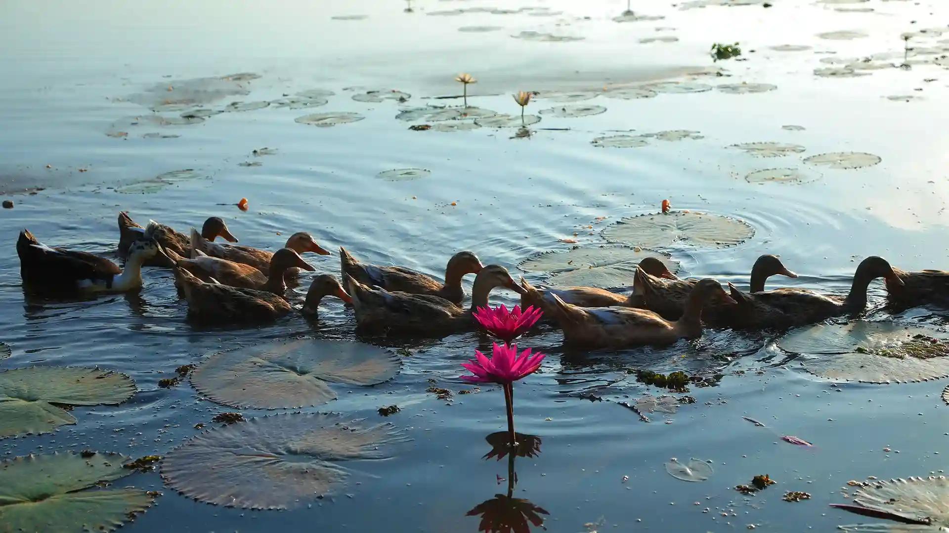 Floating Together Floating Together