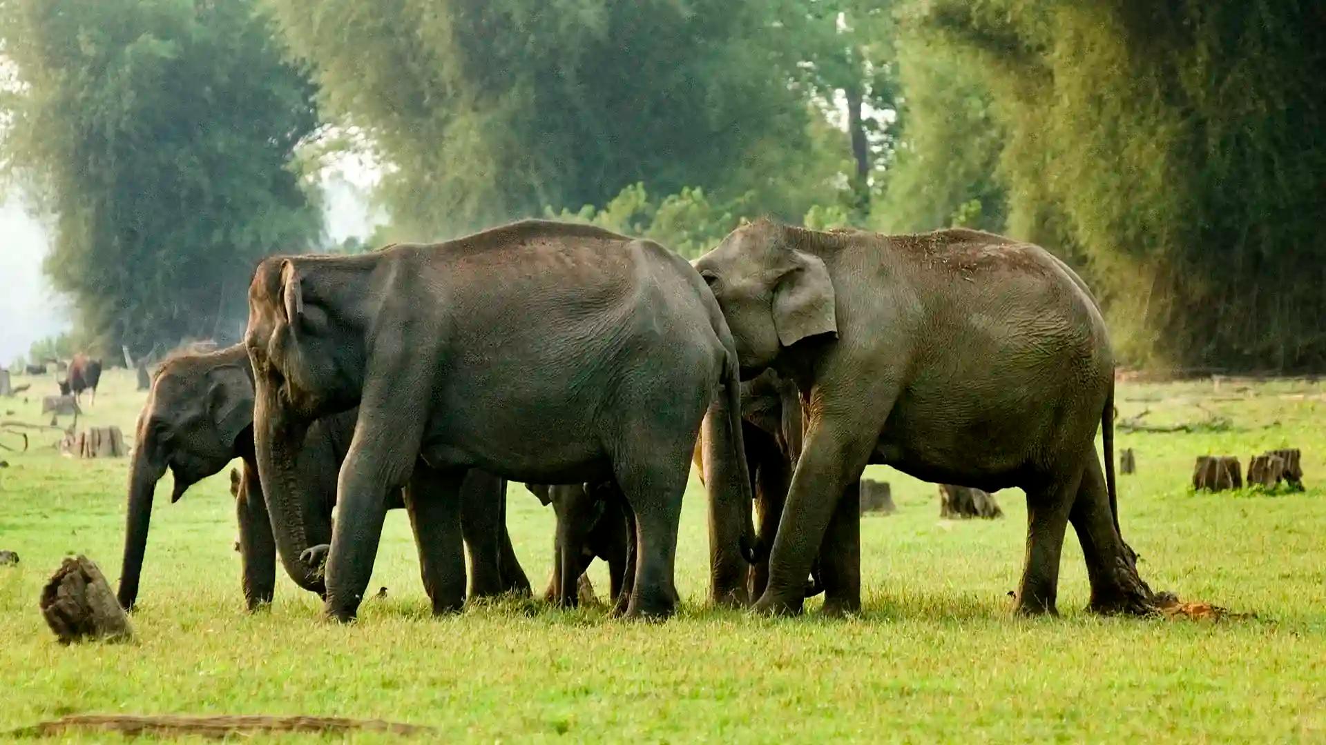 Forests of Wayanad Forests of Wayanad