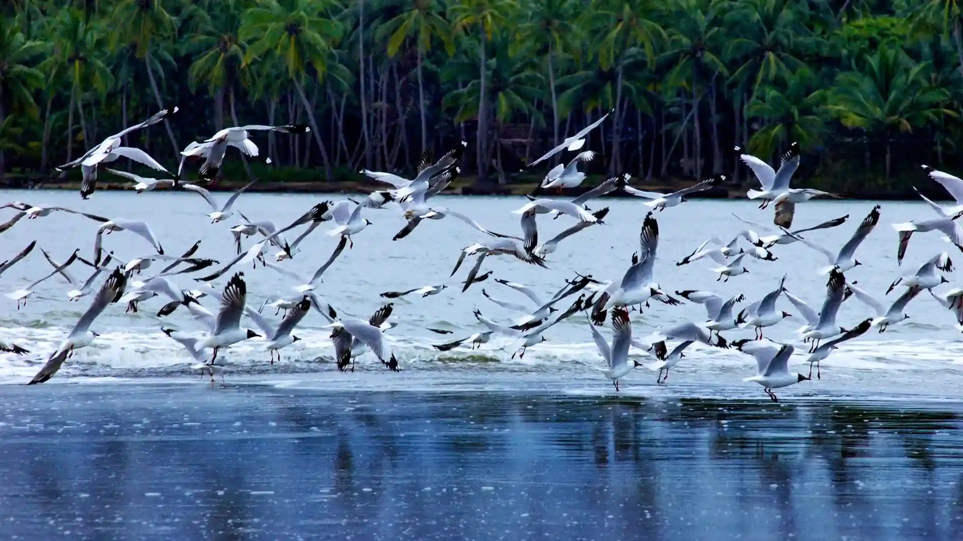 Bird Sanctuary, Kadalundi Bird Sanctuary, Kadalundi