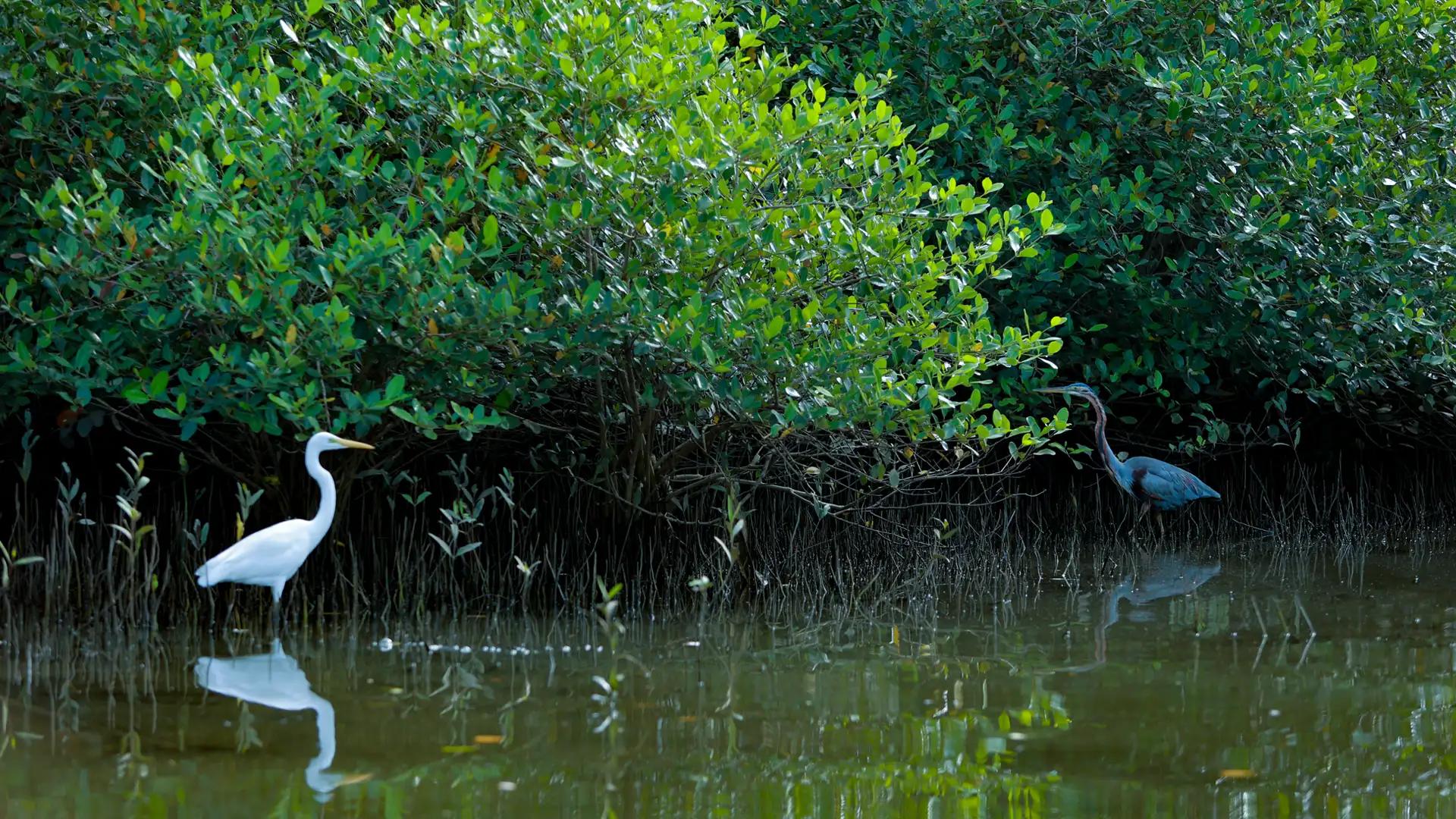 Kadalundi Bird Sanctuary Kadalundi Bird Sanctuary