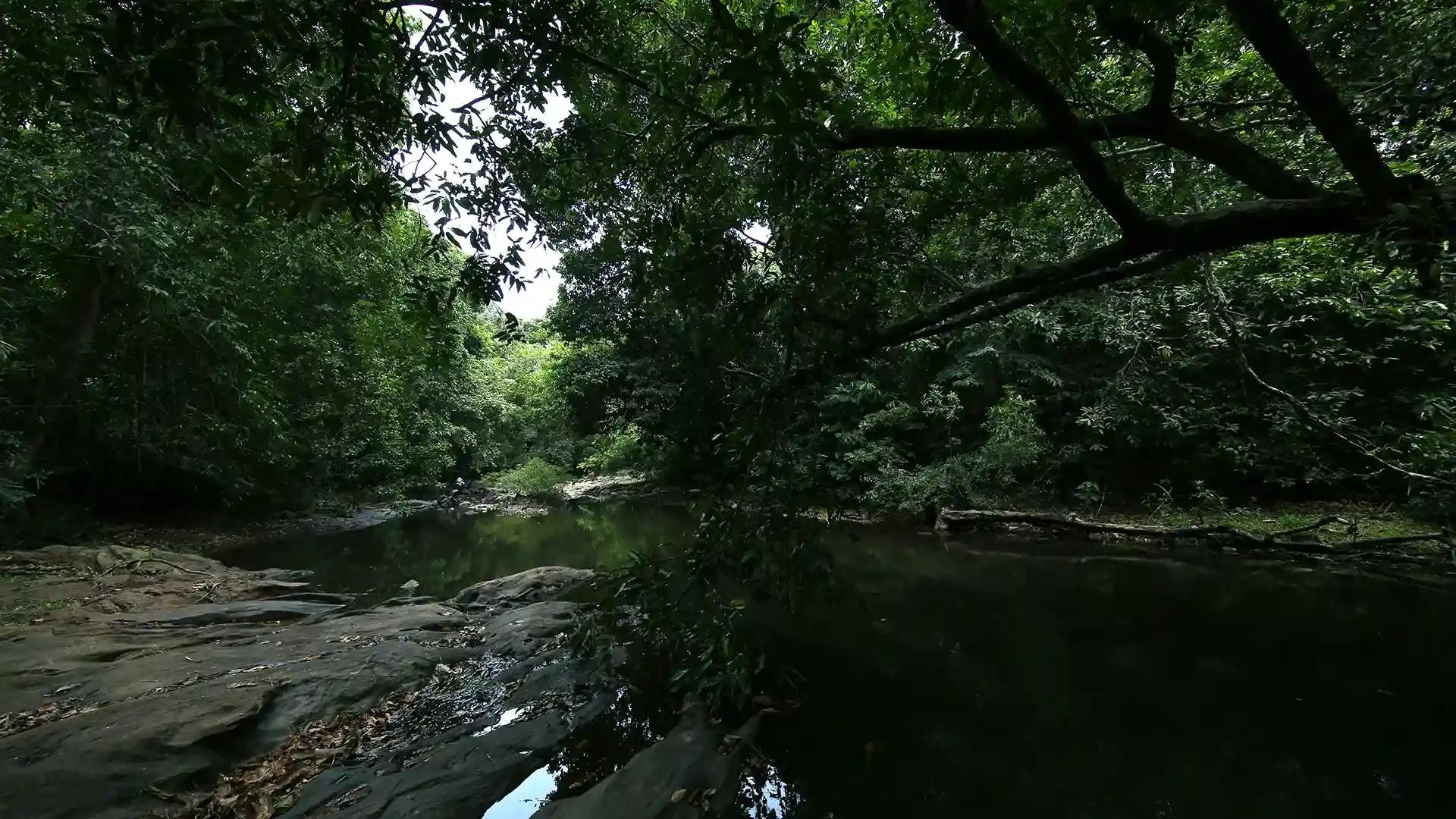 Kannavam forest trails Kannavam forest trails