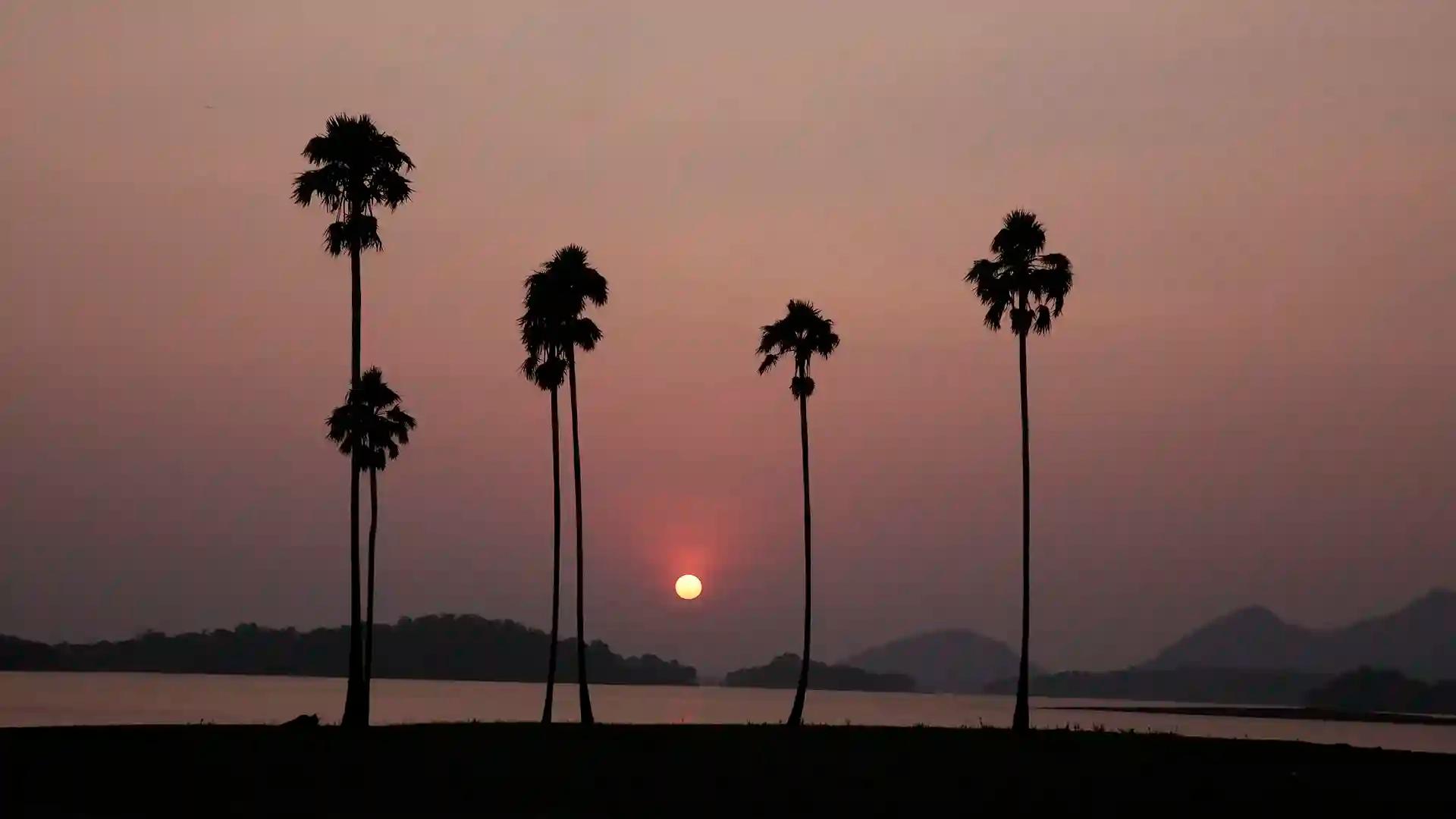 Kava Viewpoint Kava Viewpoint