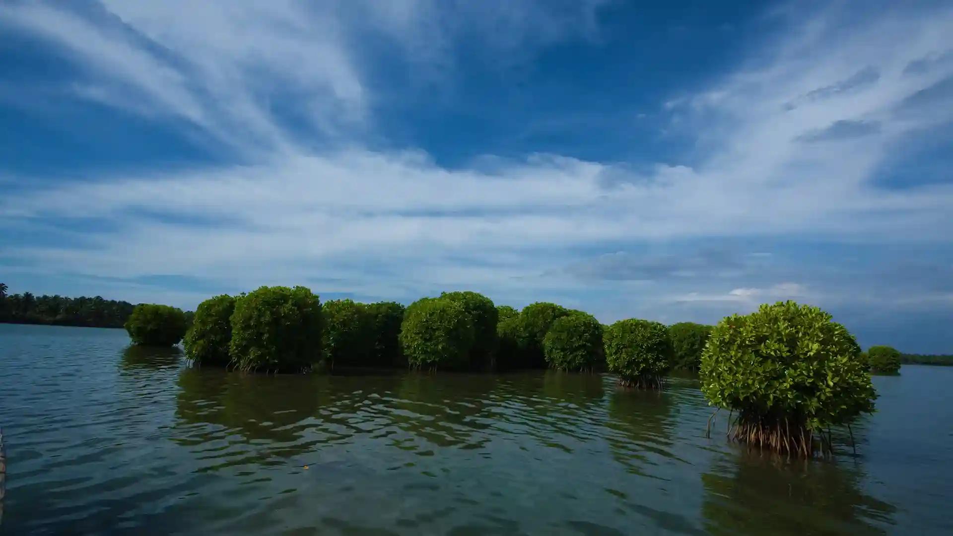 Kavvayi Backwater Kavvayi Backwater