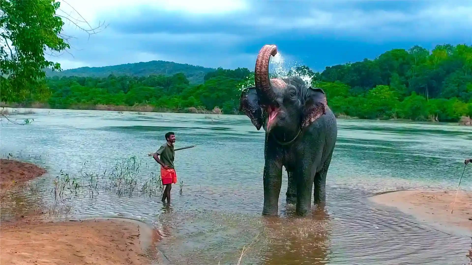 Kodanad Elephant Training Centre Kodanad Elephant Training Centre