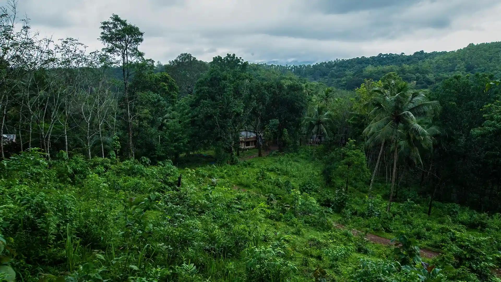 Kulathupuzha Kulathupuzha