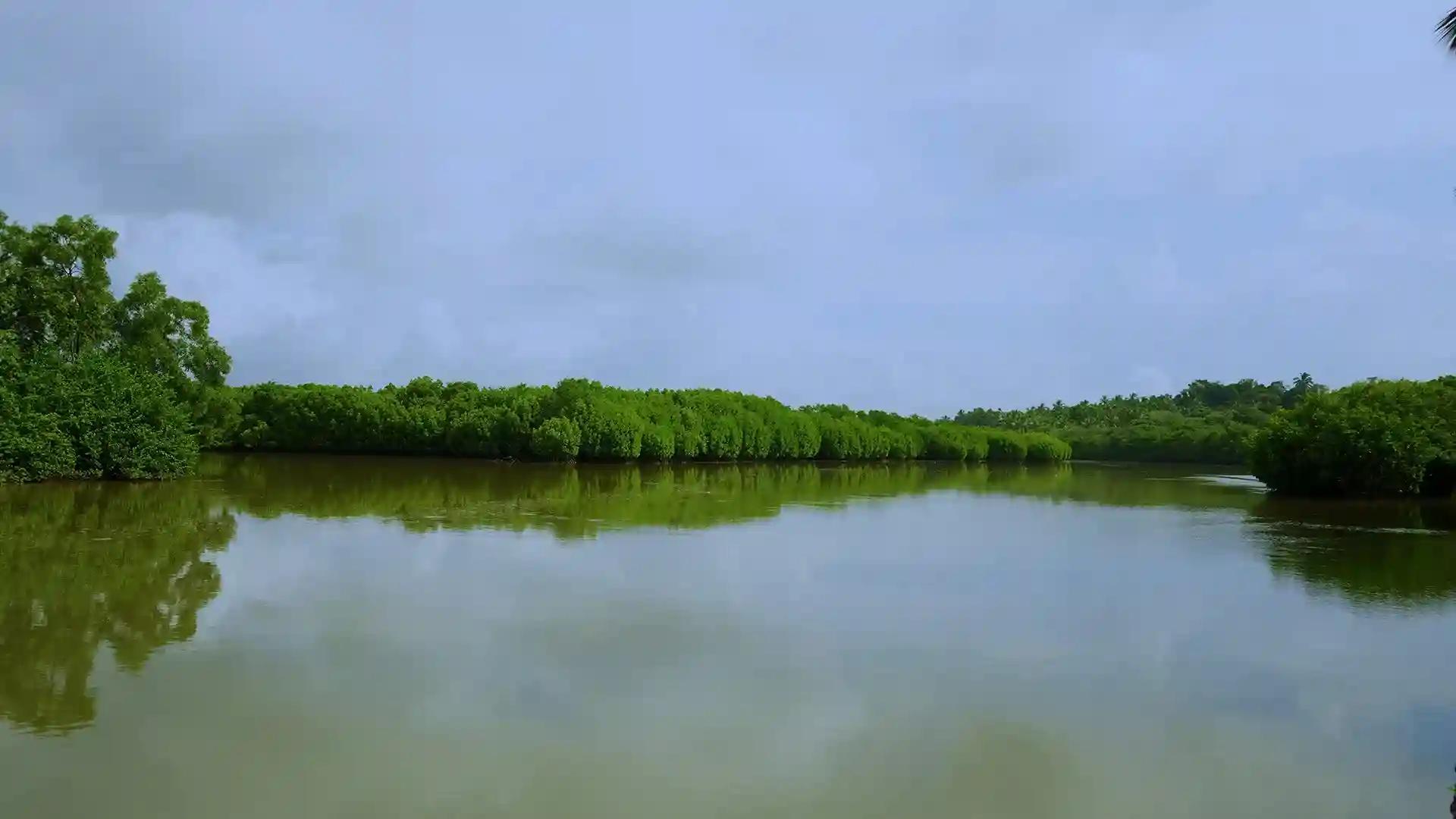 Kumbla Mangrove Forest Kumbla Mangrove Forest