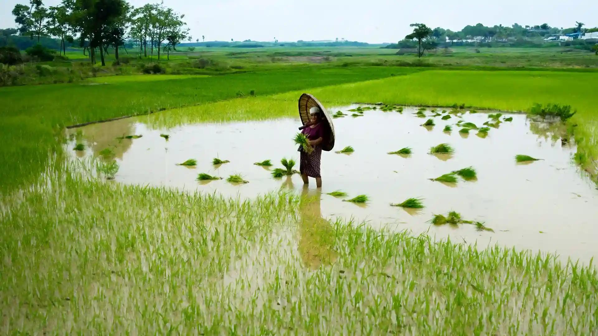 Kuttanad Village Scene Kuttanad Village Scene