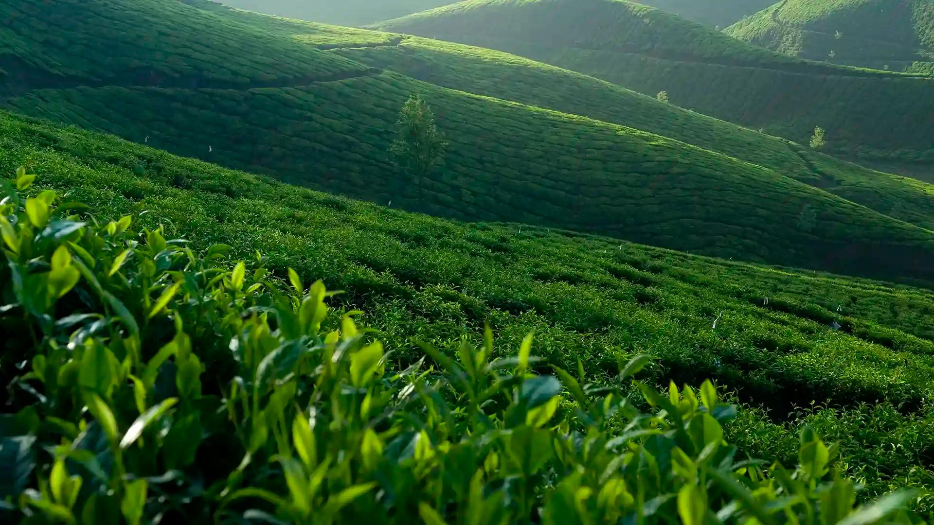 Magical Visuals of Munnar Magical Visuals of Munnar