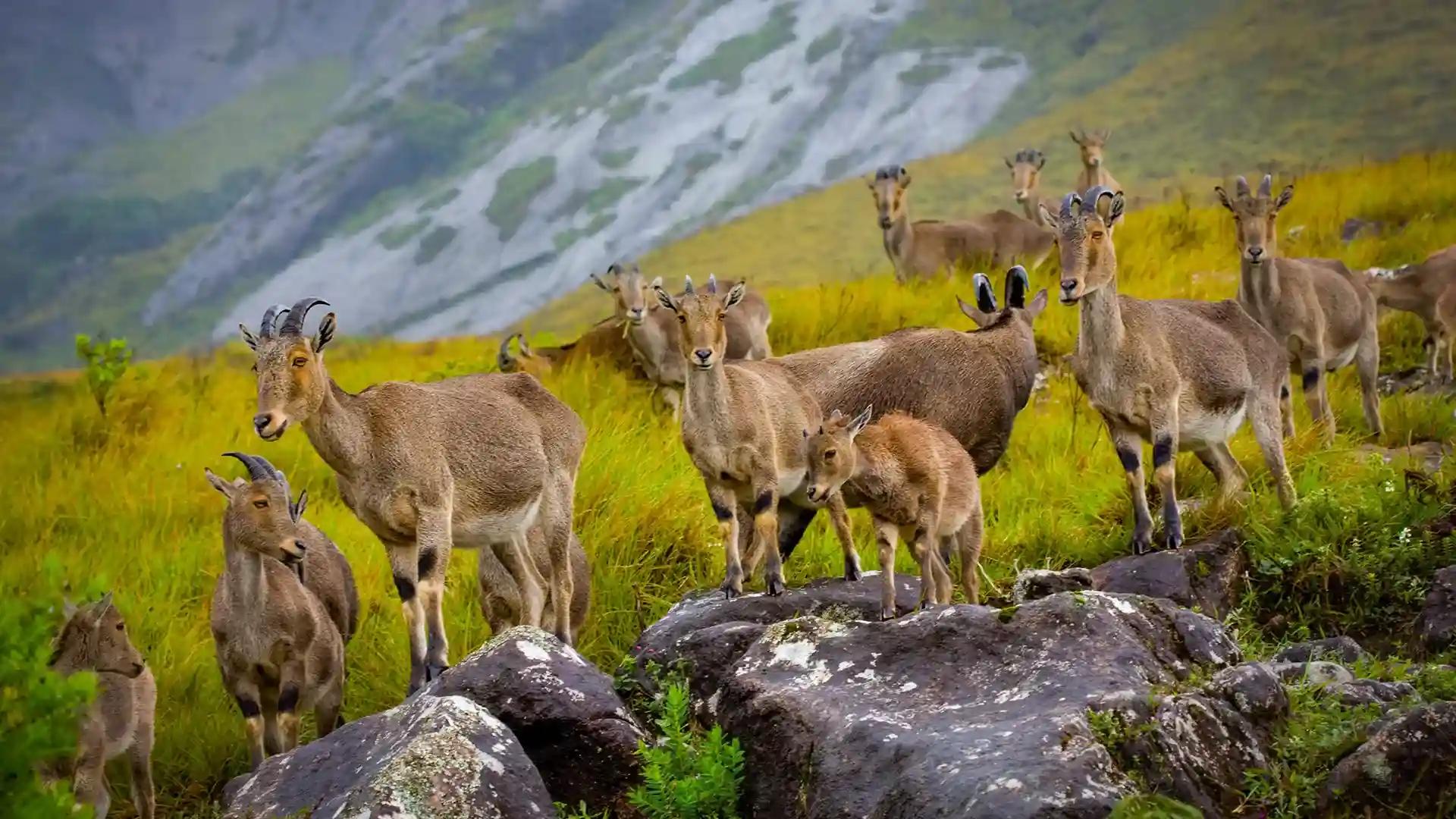 Majestic Nilgiri Tahrs Majestic Nilgiri Tahrs