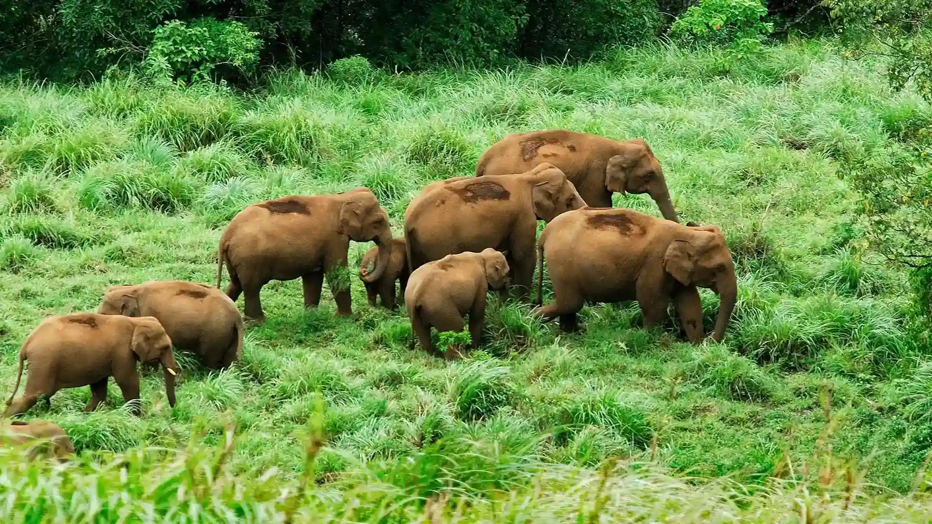 March past on a bed of green March past on a bed of green