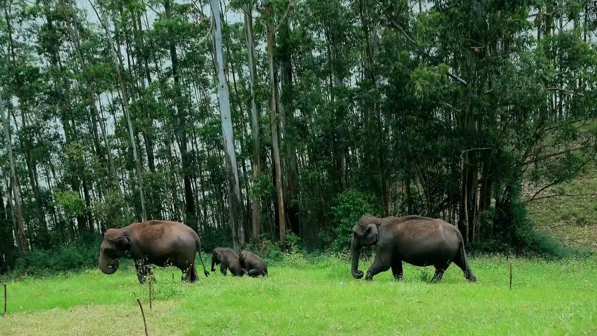 Mattupetty Hill Station in Idukki Mattupetty Hill Station in Idukki
