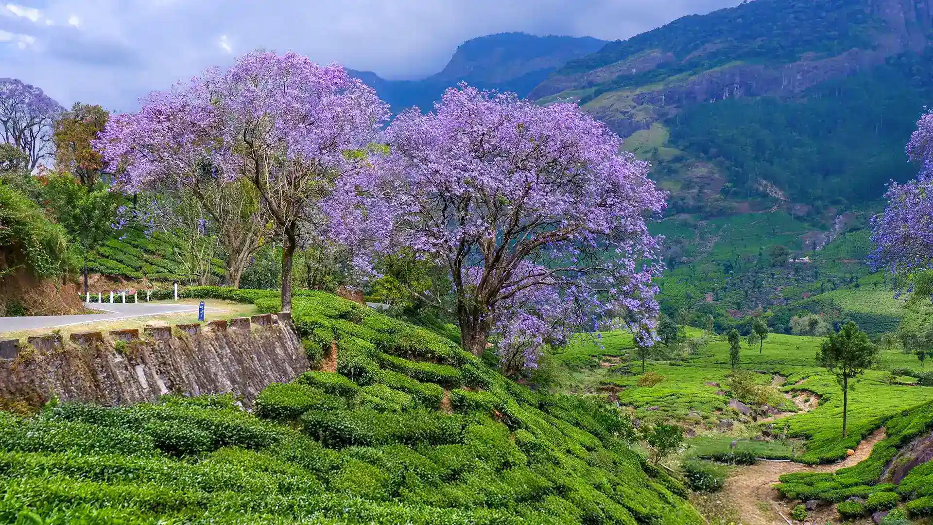 Munnar Blooms Blue Munnar Blooms Blue