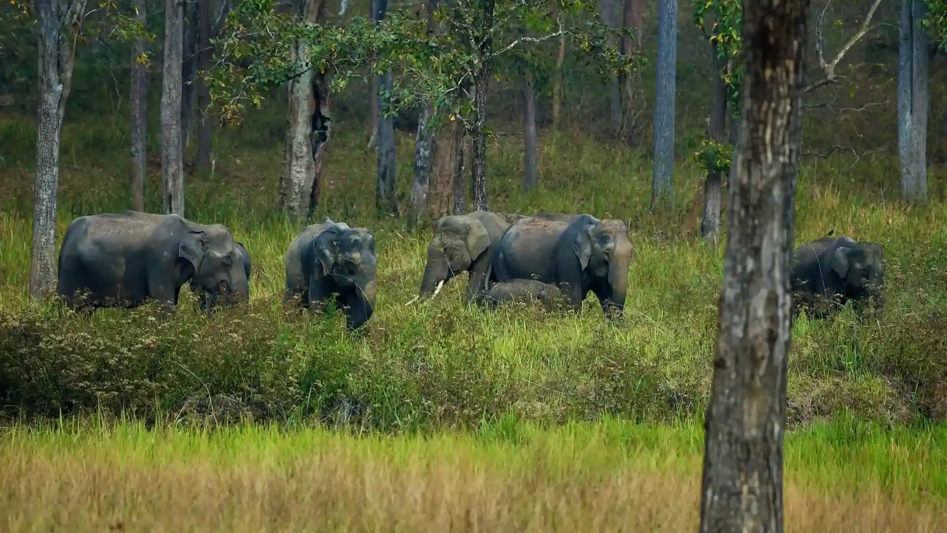 Muthanga Wildlife Sanctuary Muthanga Wildlife Sanctuary