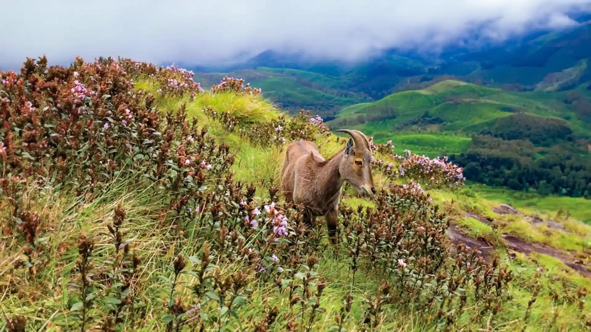 Neelakurinji and Nilgiri Tahr in Munnar Neelakurinji and Nilgiri Tahr in Munnar