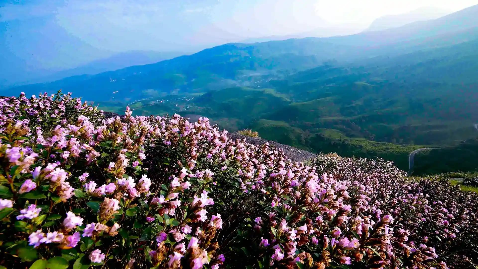 Neelakurinji Flower Blooming Neelakurinji Flower Blooming