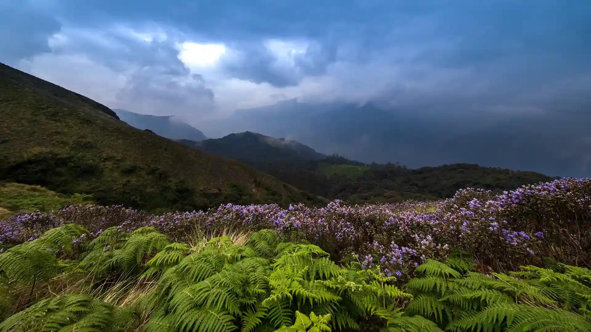 Neelakurinji flowers on the hills of Munnar Neelakurinji flowers on the hills of Munnar