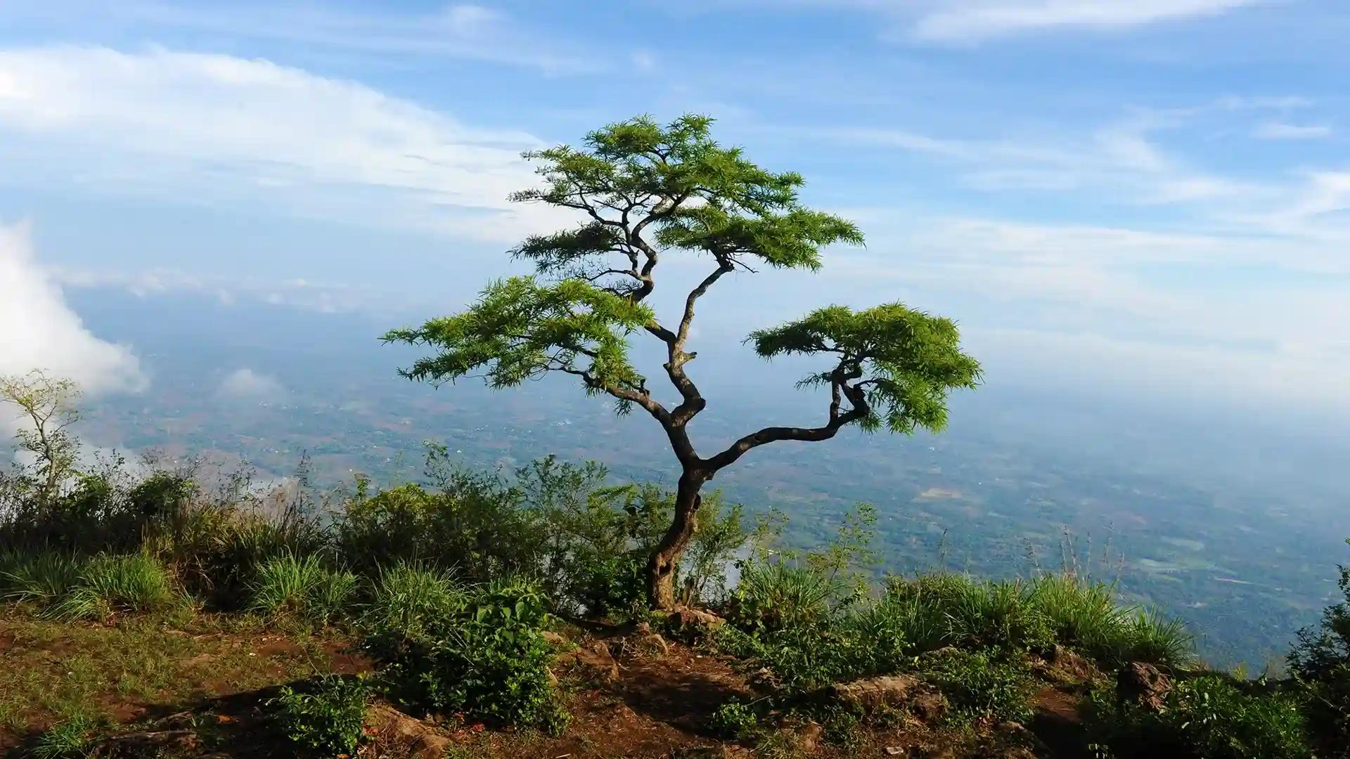 Nelliyampathy - Trekkers' delight ! Nelliyampathy - Trekkers' delight !