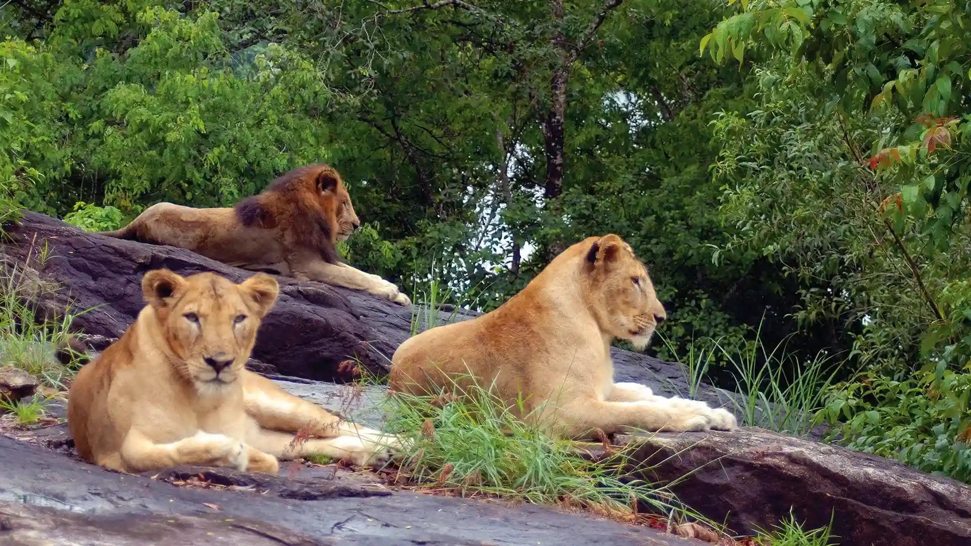 Neyyar Wildlife Sanctuary Neyyar Wildlife Sanctuary