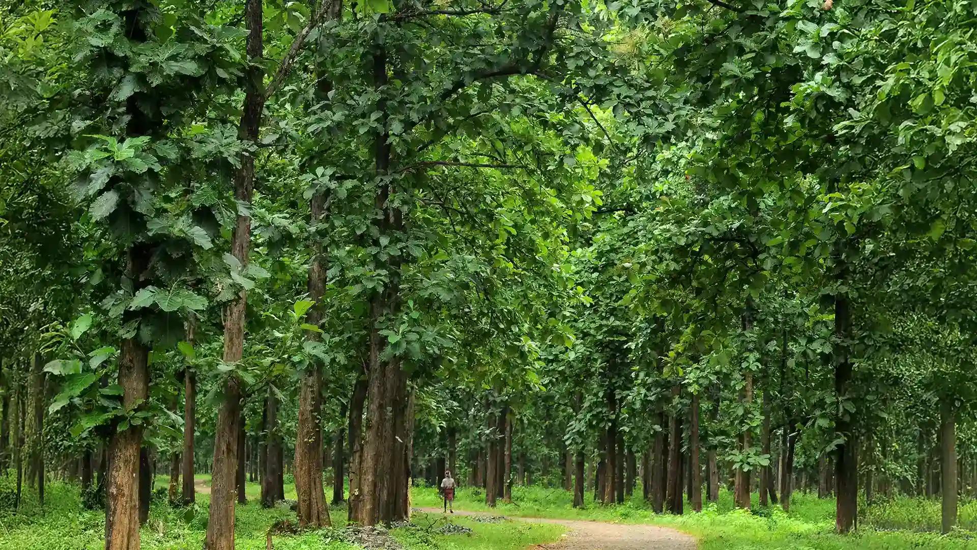 Nilambur Teak Plantation Nilambur Teak Plantation