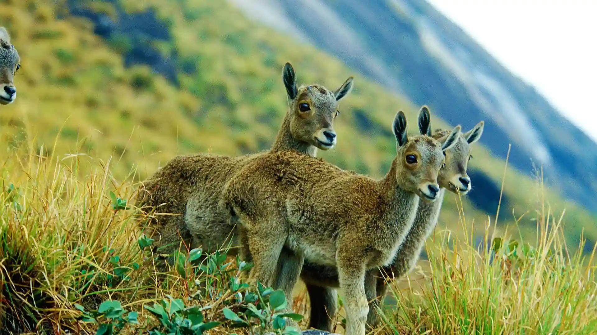 Nilgiri Tahr and the Eravikulam National Park Nilgiri Tahr and the Eravikulam National Park