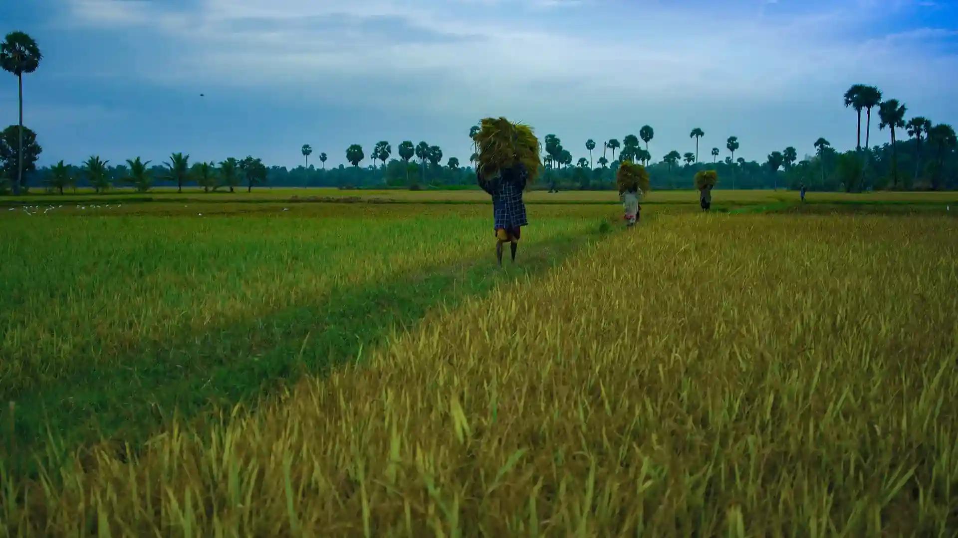 Paddy fields of Kerala Paddy fields of Kerala