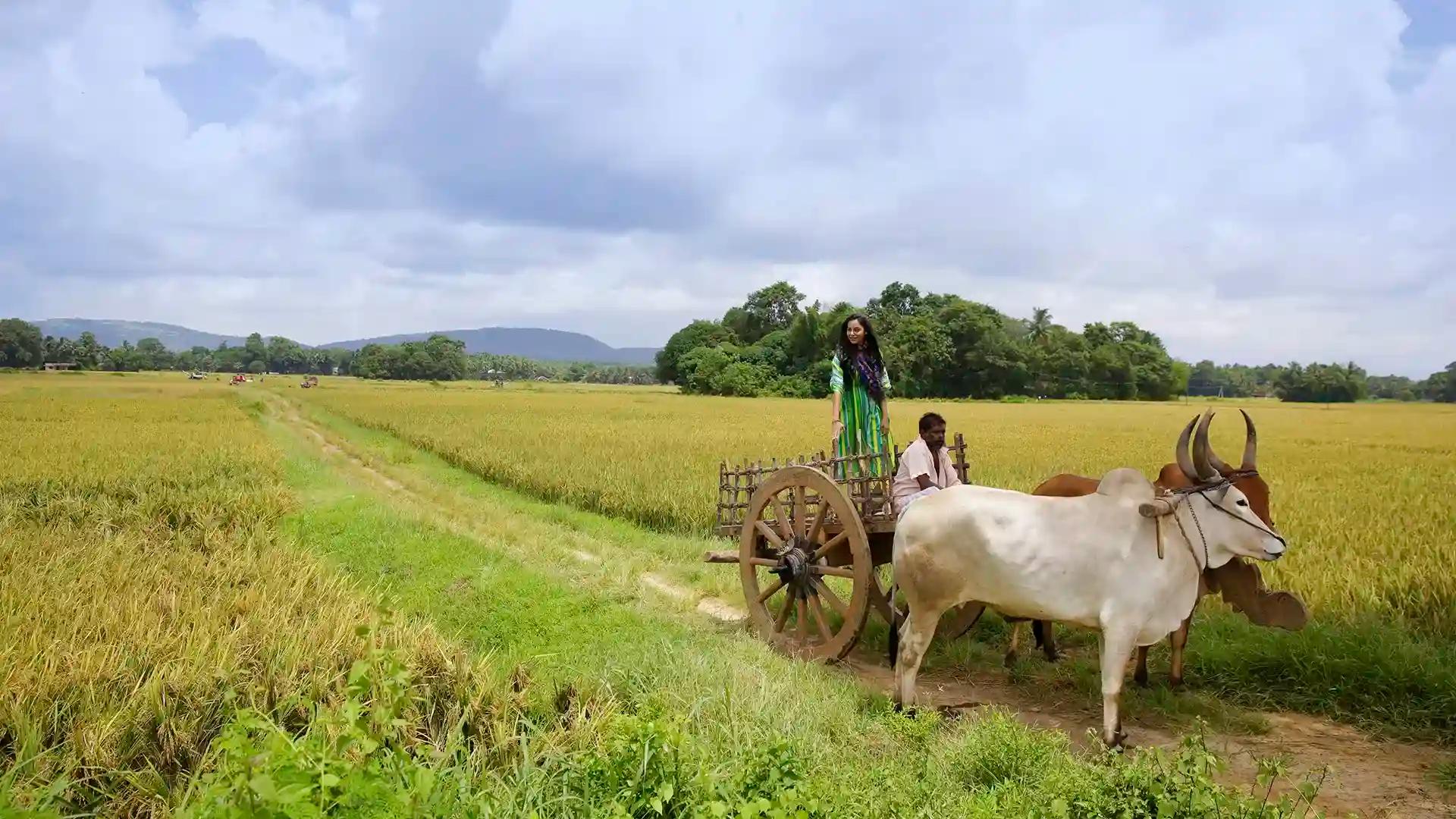Palakkad Paddy Fields Palakkad Paddy Fields