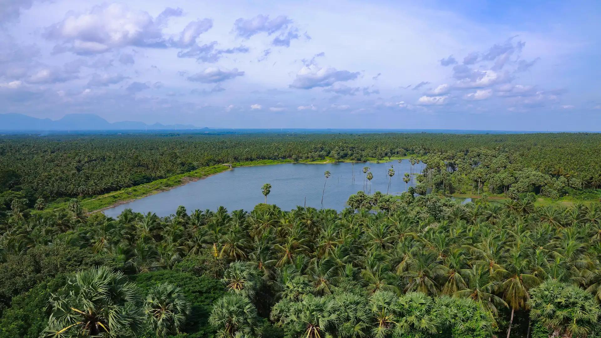 Palm Groves and Still Water as Viewed from Kunnampidari Palm Groves and Still Water as Viewed from Kunnampidari